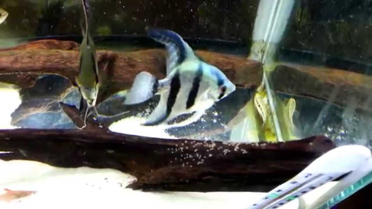 watershed Blue male/ Silver female angelfish 1st spawn