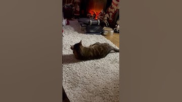 Crazy catnip cat #shorts #bengalcat