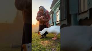#Нейробабушка и #Гусь