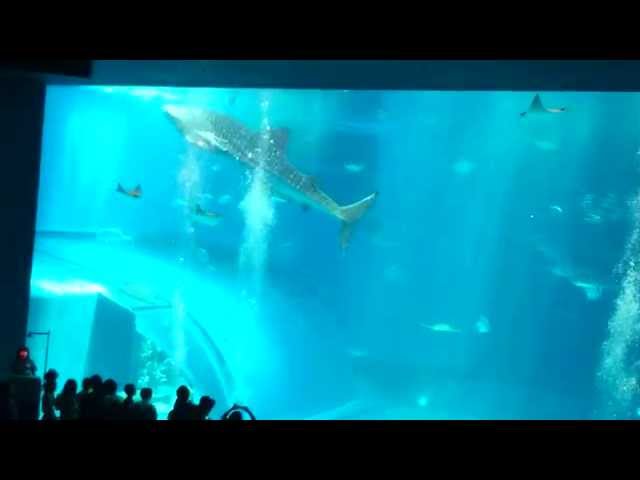レア沖縄美ら海水族館 ジンベイジェット