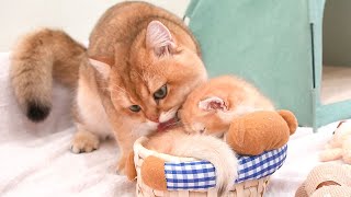 The gentleness and affection of the father cat shows every moment spent with kitten.