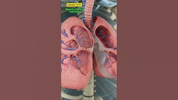 Human Anatomy #short  #trending #anatomyaiarts #medicalai #nervoussystem #ai #animation #reels #fyp