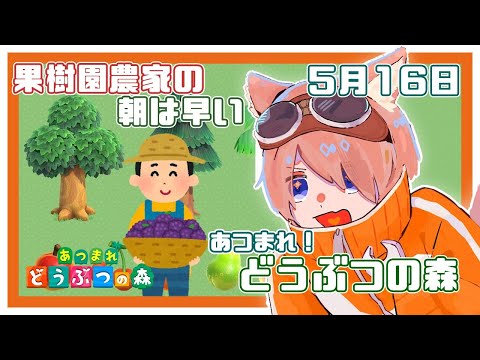 【あつまれ！どうぶつの森】鉄〇☆DASH！果樹園を作ろう#9【夕暮朱音/Vtuber個人勢】