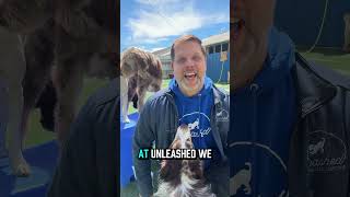 Hybrid Dog Daycare   a Complete Fulfilling Day for your Dog!