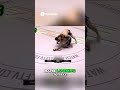 MMA Submission Masterclass Chokehold & Takedown Breakdown #fighting #mma #knockout #submission