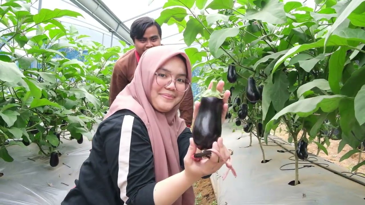 🎙️Podcast Panen Terong Narsubi 🍆 🍆