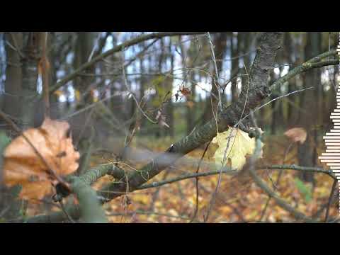 Massi Musician - Rich Heart