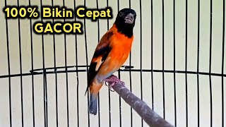 PANCINGAN BURUNG RED SISKIN AGAR BUNYI CEPAT GACOR...!!!