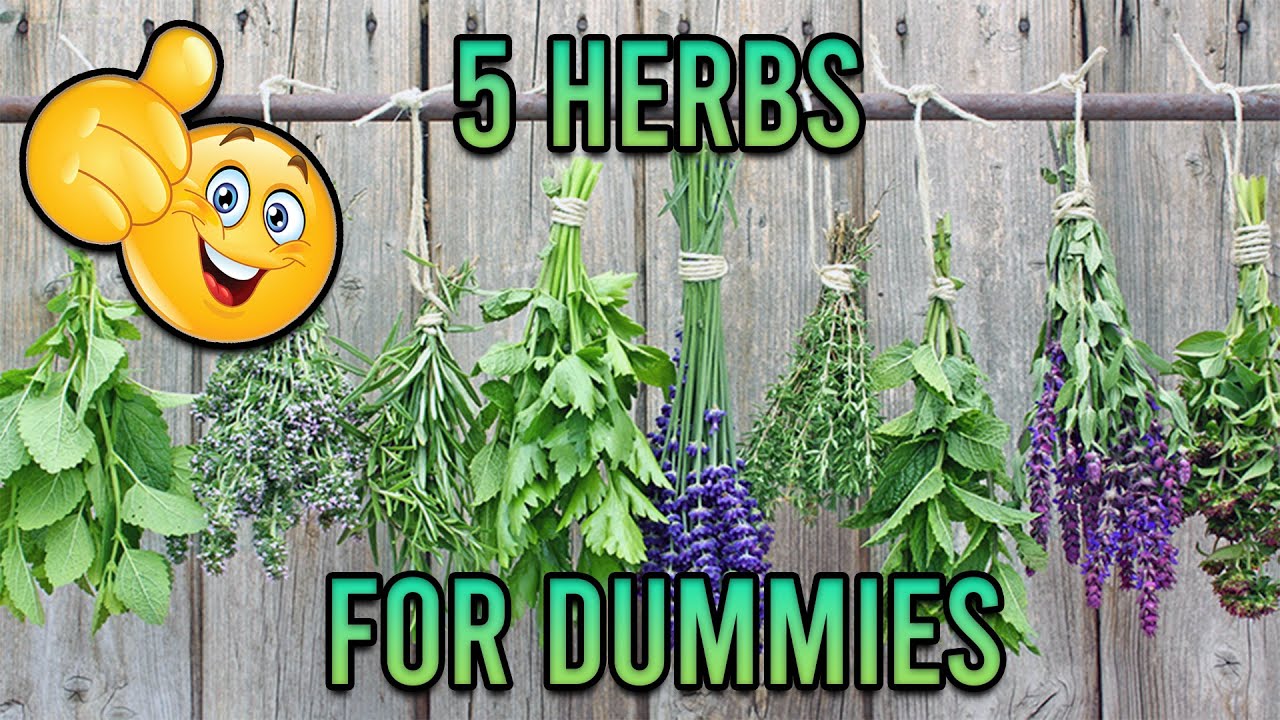 5 Respiratory Herbs for Dummies!