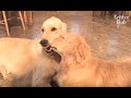 Tips For Dogs Who Want To Make Their Crush Love Them Back (Part 2) | Kritter Klub