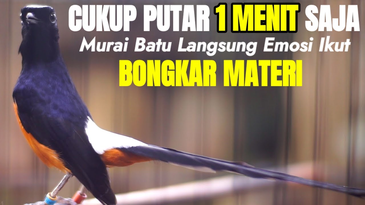 SUARA MURAI BATU EMOSI INI 100% AMPUH MEMANCING LAWAN LANGSUNG BONGKAR MATERI