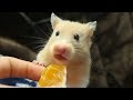 ハムスターにみかんをあげるとやばいっ!おもしろ可愛い癒しハムスターIf you give oranges to a Funny hamster it's too cute!