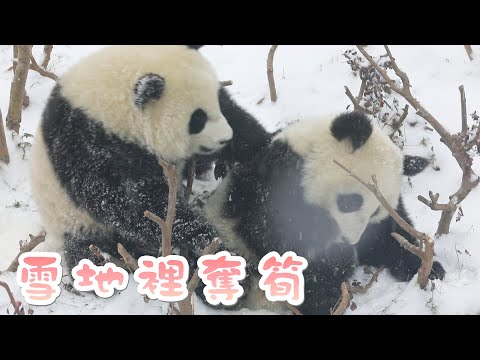 《熊貓早晚安》糖霜熊仔奪筍記 | iPanda熊貓頻道
