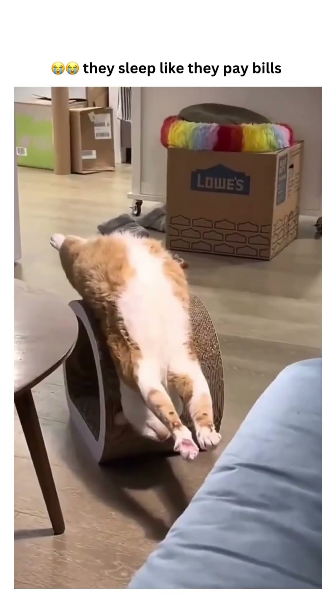 Kittyos starting they day with some naps