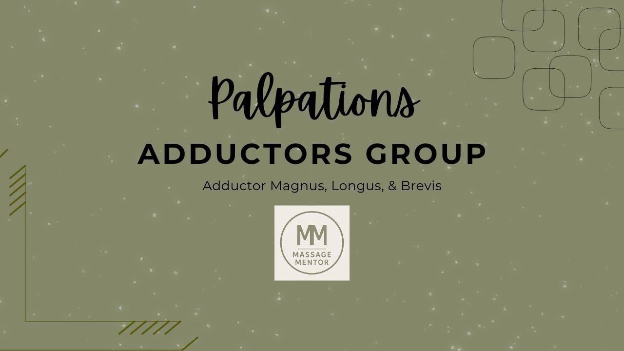 Adductors Palpation