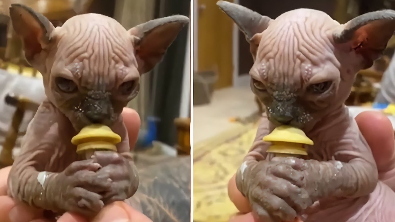 Sphynx kitten feeding time is something you won't want to miss - YouTube