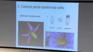 BEVERLY GLOVER. Evolution and Development of Pollinator-Attracting Petal Morphologies