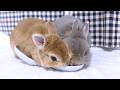 盗み食いしてブチ切れられるうさぎ