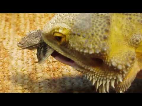 Hornworm Bearded Dragon Food Diet