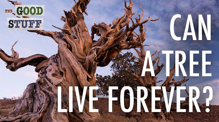 Can a Tree Live Forever? - DayDayNews