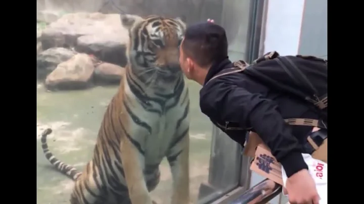 男子到動物園遊玩，隔著玻璃吻了一下老虎，結果意外的事情發生了 - 天天要聞