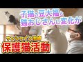 【保護猫活動】サンシャイン池崎!子猫の豆大福と猫おじさんの関係に変化が?