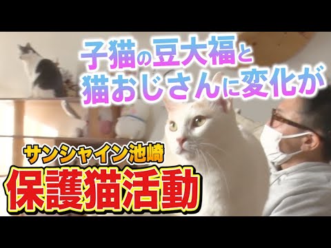 【保護猫活動】サンシャイン池崎！子猫の豆大福と猫おじさんの関係に変化が？