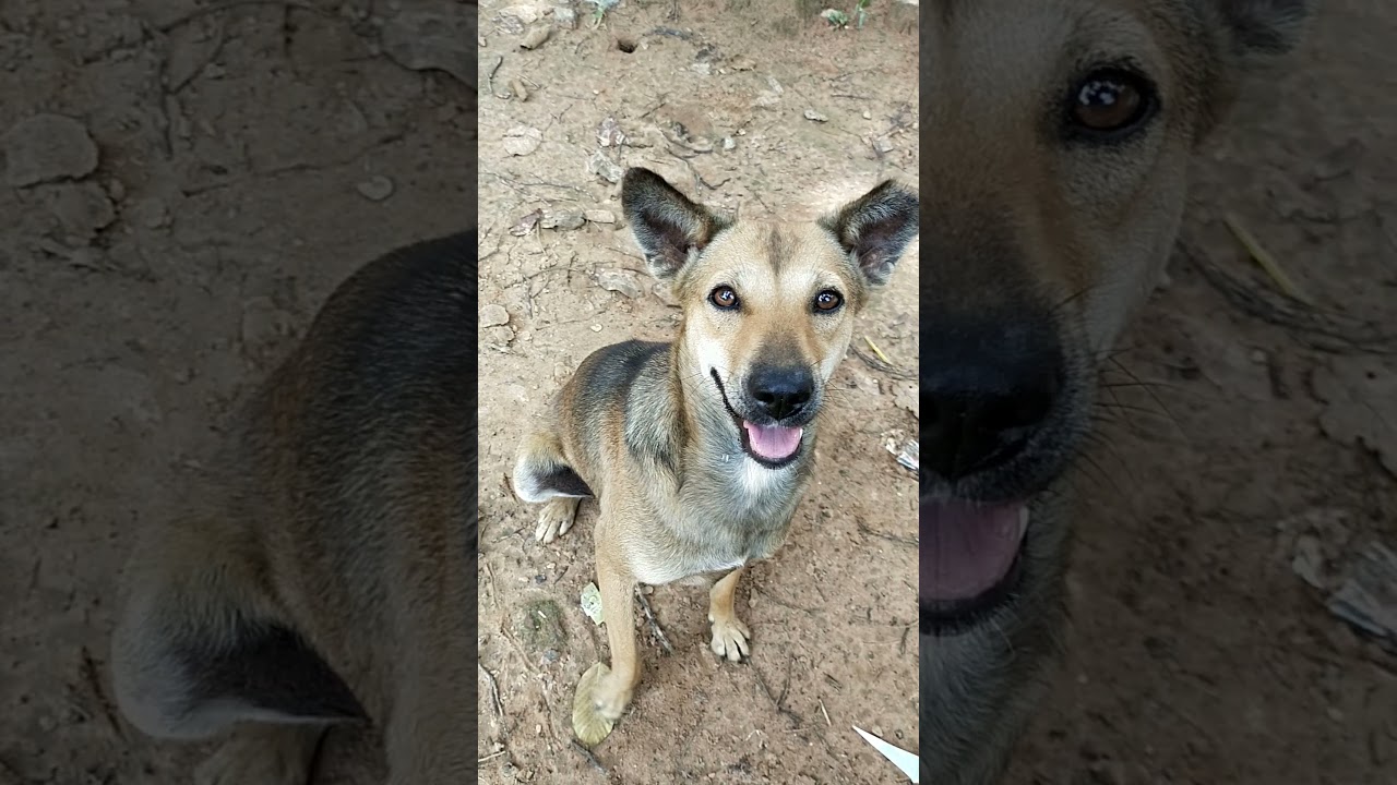 Camouflage Dog  | Cute Street Dog | Adopt a Dog | Dogs Short Video 