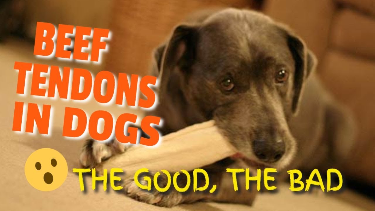 Are Dried Beef Tendons Safe For Dogs?