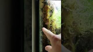 Terrarium Vivarium Paludarium build update NEW!