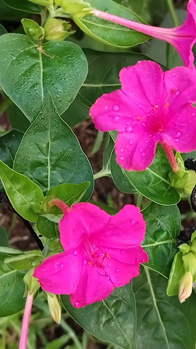 mirabilis jalapa flowers #mirabilis plant #pink flowers #shorts