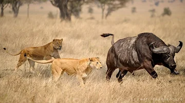Lion Africa Documentary - Survival battles between the Lion and the wild buffalo | Full HD