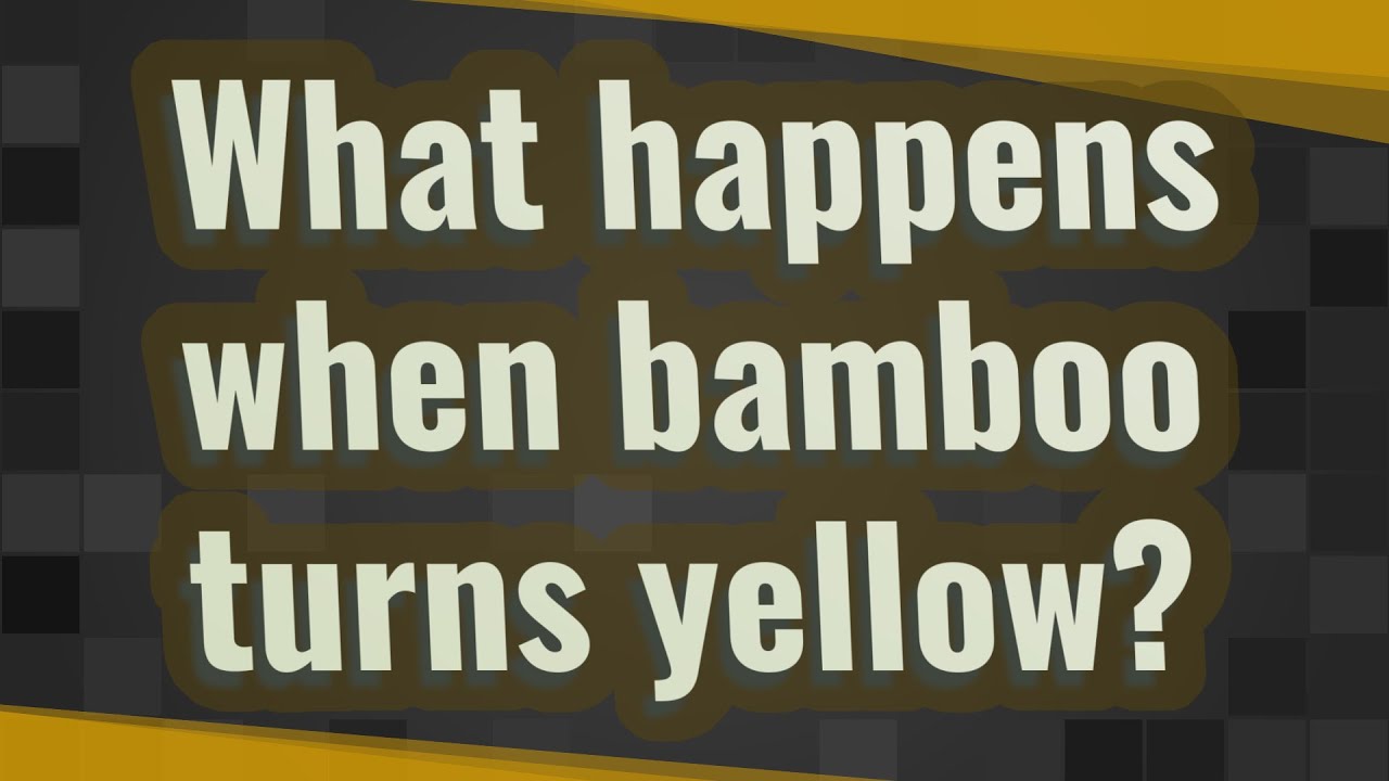 What Happens When Bamboo Turns Yellow YouTube What Happens When Bamboo Turns Yellow YouTube