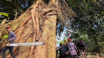 Cưa cây xanh siêu khủng , Nghiêng vào nhà . Ở số 4 . Cưa cây kỷ thuật cao 