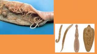 anthelmintic_therapeutic_actions