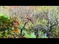 北山緑化植物園　2014 11 3 の動画、YouTube動画。