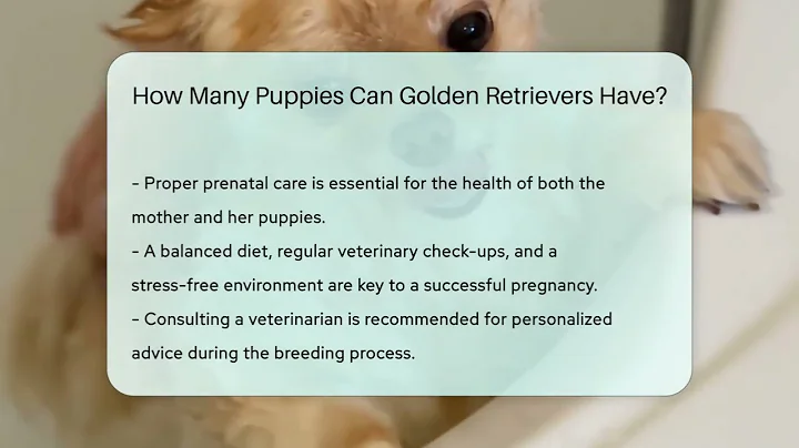 How Many Puppies Can Golden Retrievers Have? - PetGuide360.com