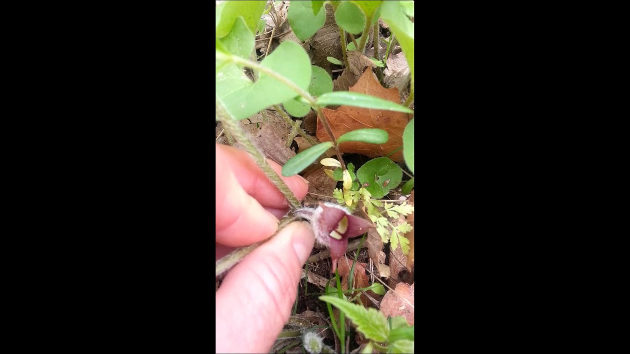 Wild Ginger or Asarum caudatum
