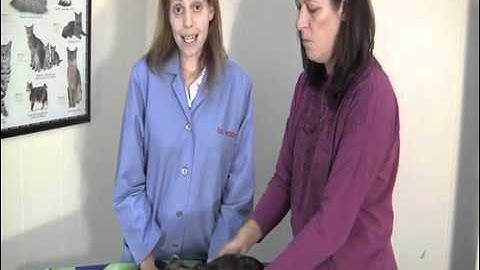 How to Estimate the Age of Your Cat