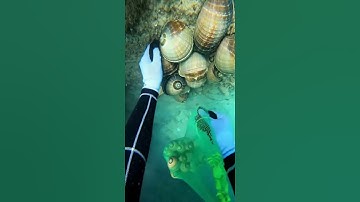 Lặn biển phát hiện ổ ốc giác siêu to