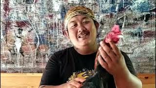 Are the characteristics of good chickens based on old theories still valid in modern chickens???