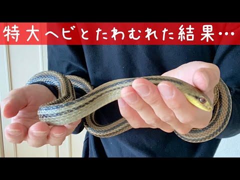 スネークヘッド ニホンマムシ カエル工房 | stamayk.sch.id