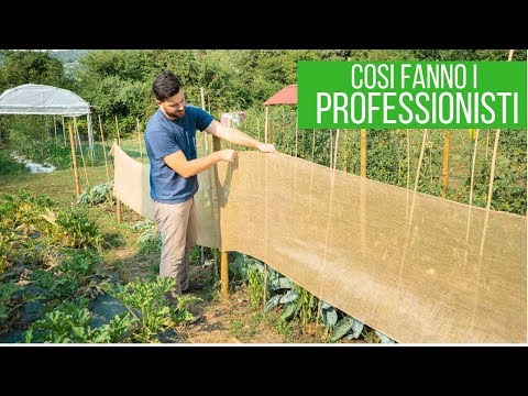 Video: Come Coltivare Un Buon Raccolto Di Peperoni