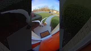 Angry Swan Attacks Delivery Driver!