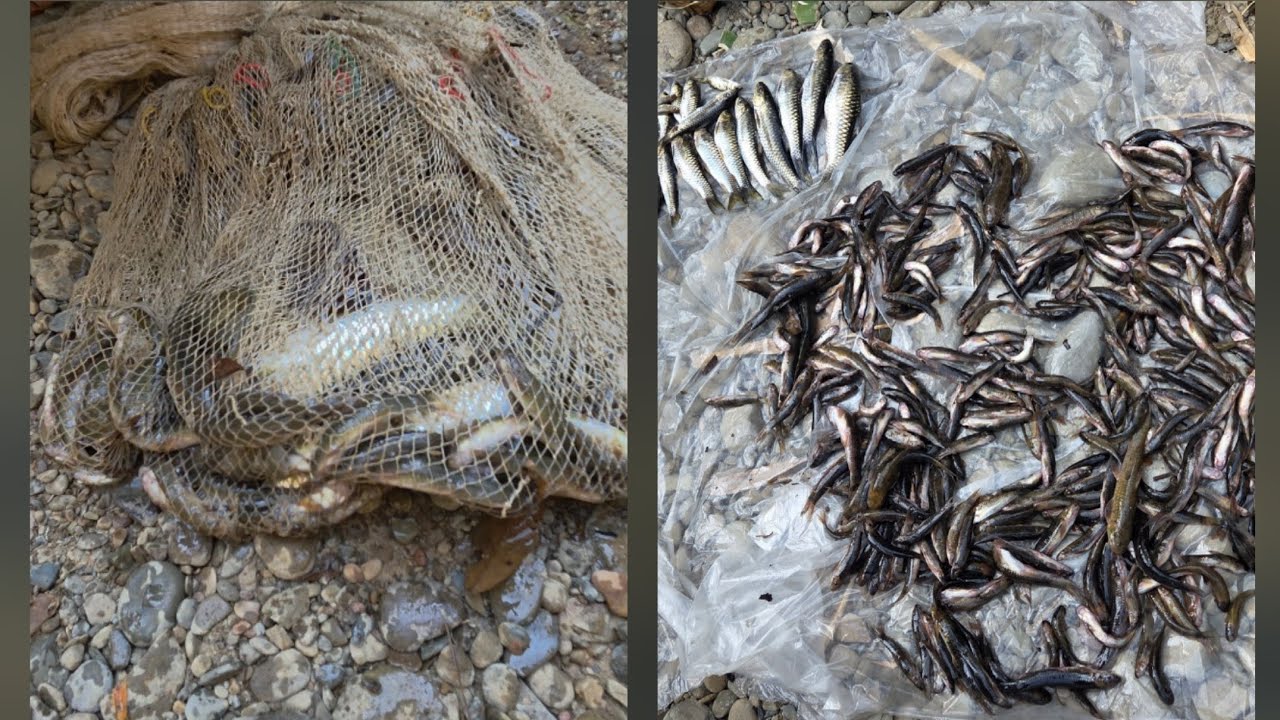 Lui kal hlawhtling kan ni leh ta e | Lungrem tuam na