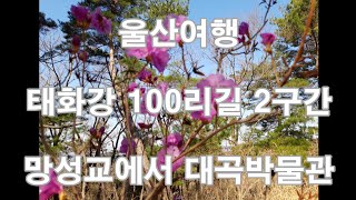 태화강100리길 1코스 영상