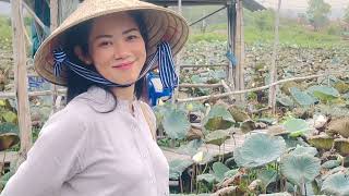 Đầm sen trắng đẹp nhất Bình Định, địa điểm tham quan lý tưởng cho mùa hè 2024