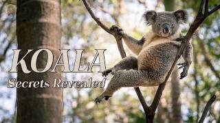 Little-known facts about koalas in the wild!