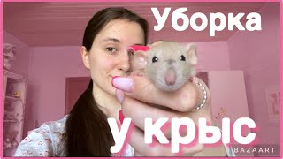 Уборка клетки у крыс 🐀