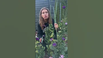 Черенкование эустом